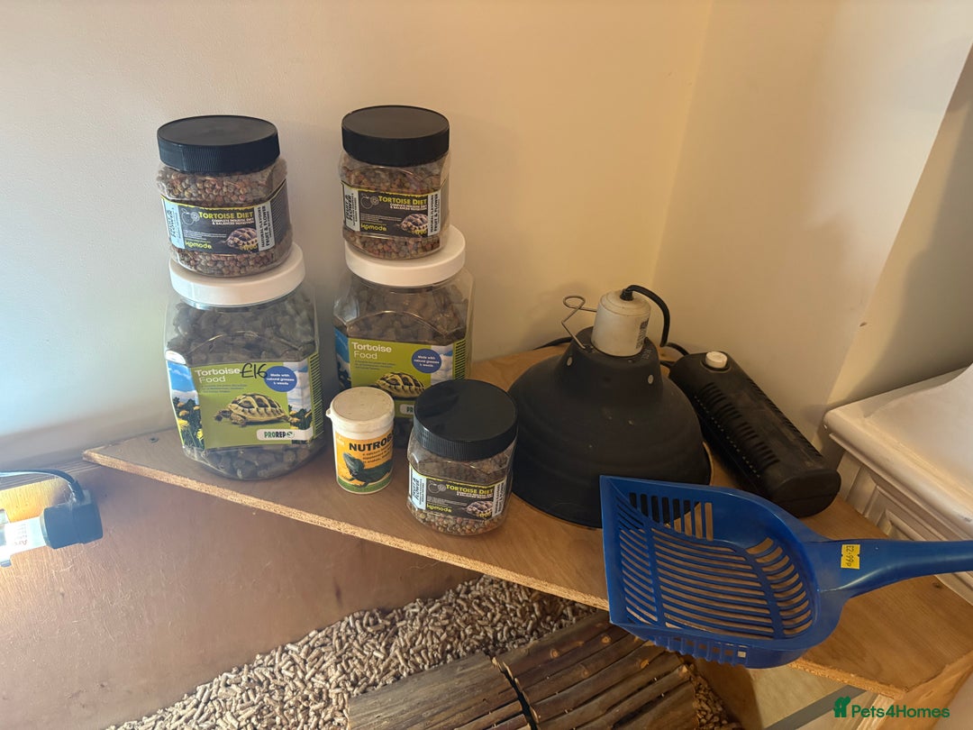 Hermann Tortoise reptiles for sale: 5 year old tortoise + full set up & accessories  - Advert 4