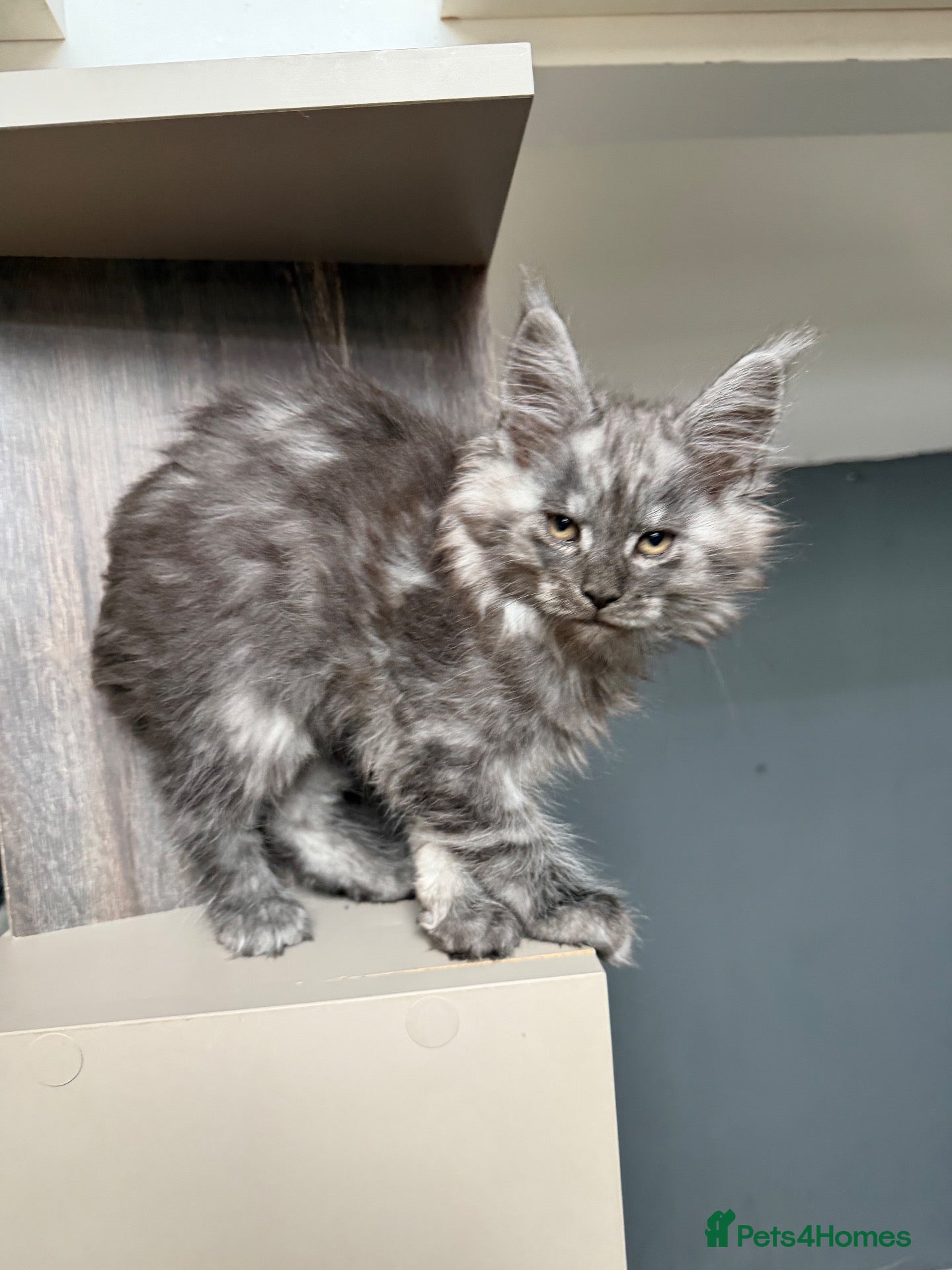 Maine Coon cats for sale: Maine Coon Kittens - Advert 2