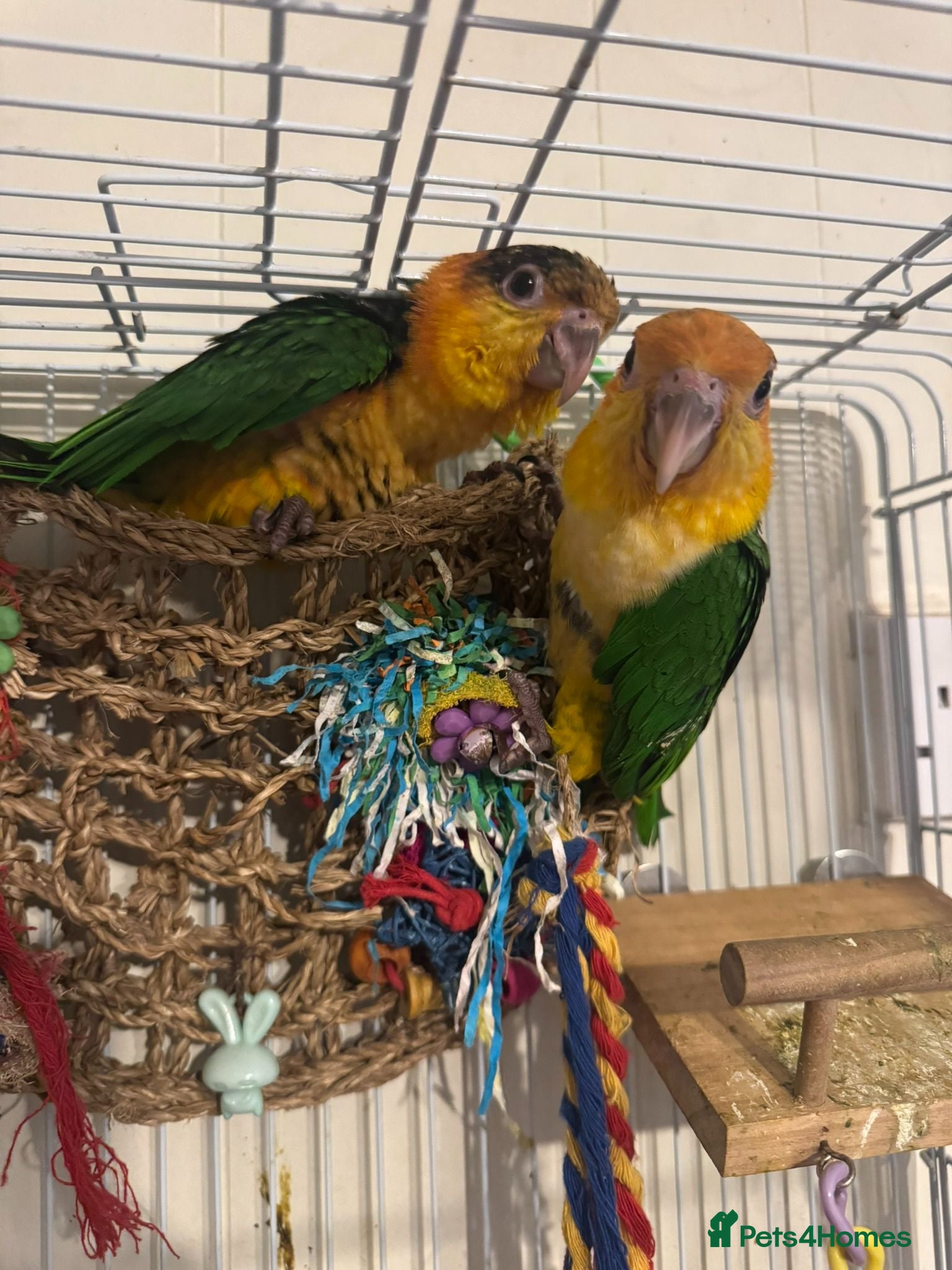 Parrots birds Baby black headed and yellow thighed caiques  - Advert 1