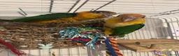 Parrots birds for sale: Baby black headed and yellow thighed caiques  - Advert 3