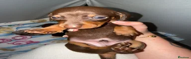 Miniature Dachshund 4