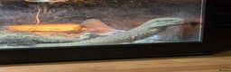 Monitor reptiles for sale: Savannah monitor lizard Dottie - Advert 6
