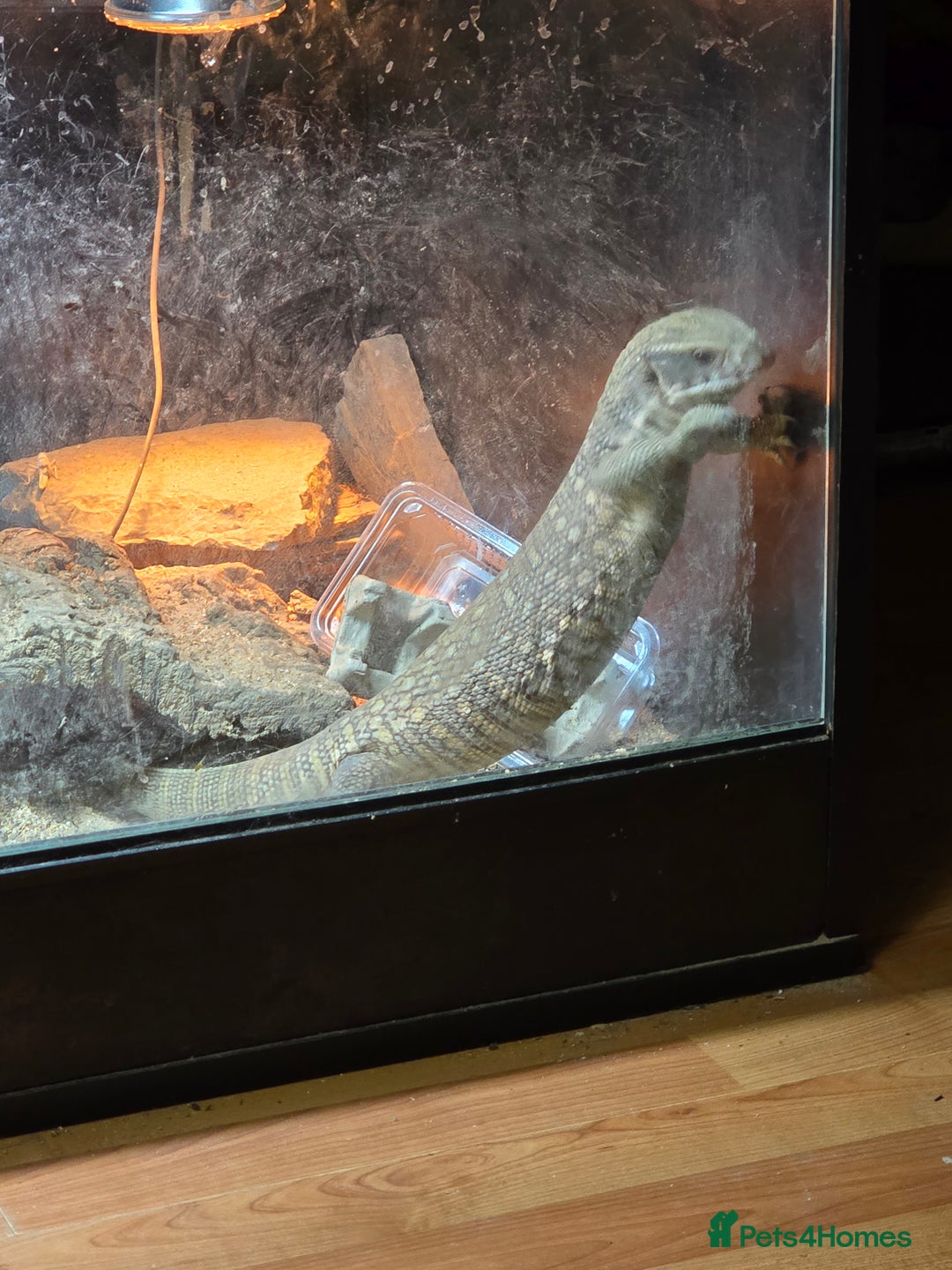 Monitor reptiles for sale: Savannah monitor lizard Dottie - Advert 6