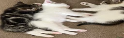 Mixed Breed cats for sale: Ready for their forever homes, 3 fluffy angels - Advert 12