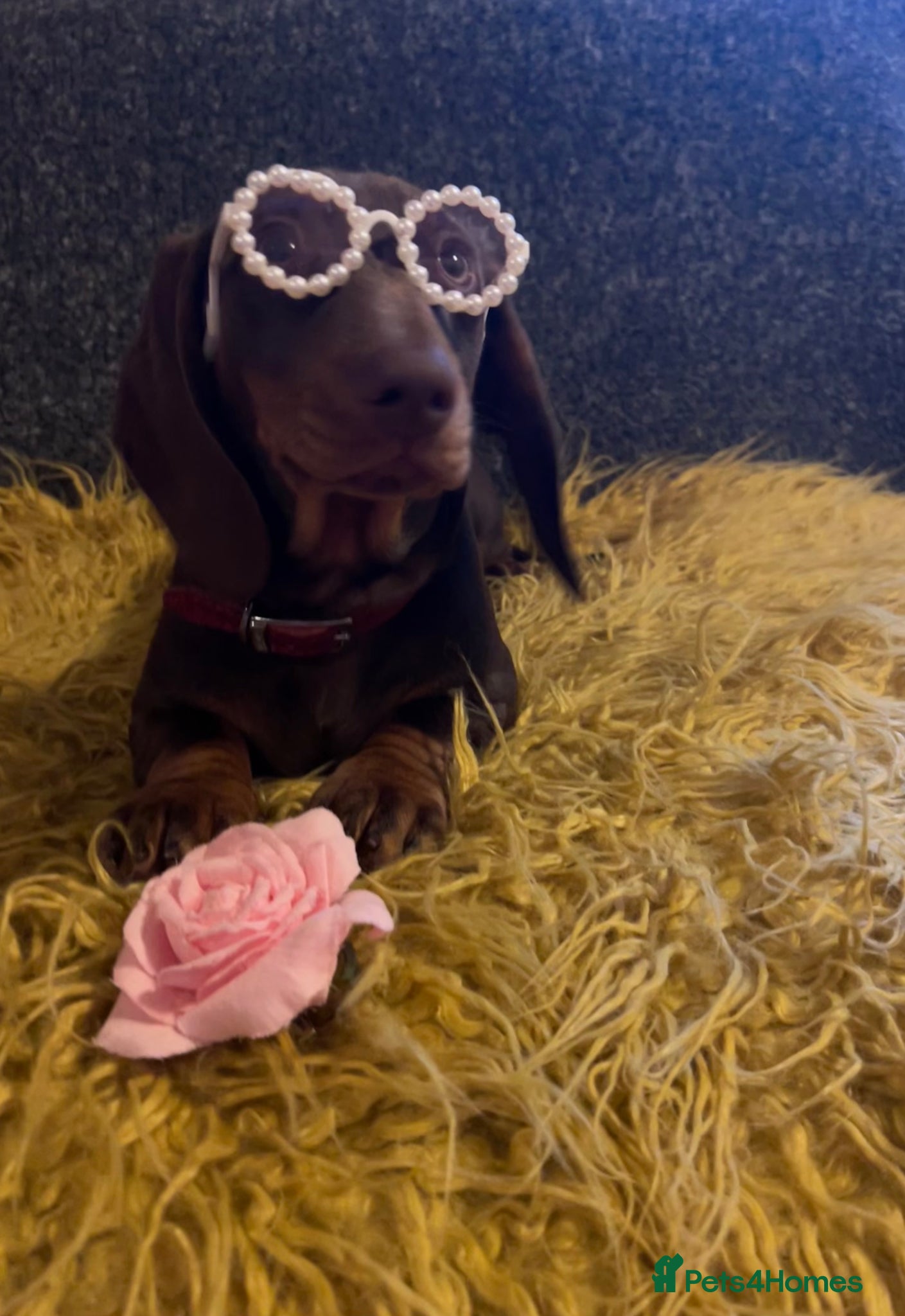 Dachshund dogs Only ONE Girl left Standard dachshund - Advert 2