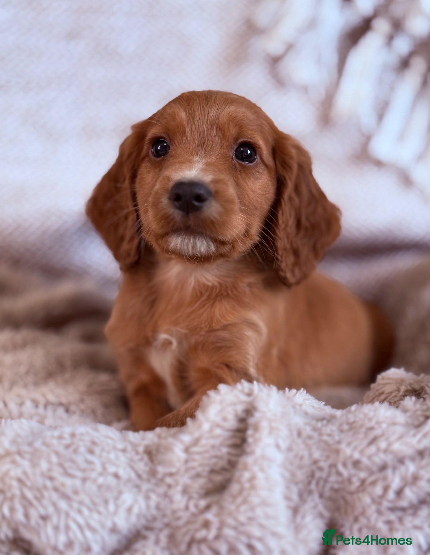 Cocker Spaniel dogs for sale: LAST BOY READY TO COLLECT NOW -KC COCKER SPANIELS  - Advert 1