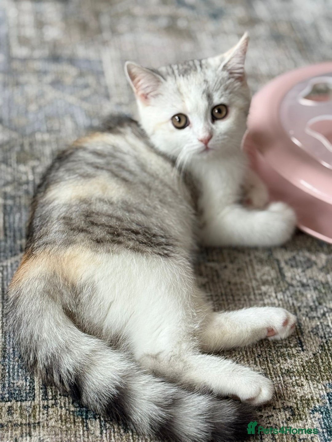 Scottish Fold cats for sale: Scottish Kittens 💜 - Image 33