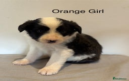 Mixed Breed dogs for sale: Stunning litter of Welsh Collie X Toy Poodle - Image 7
