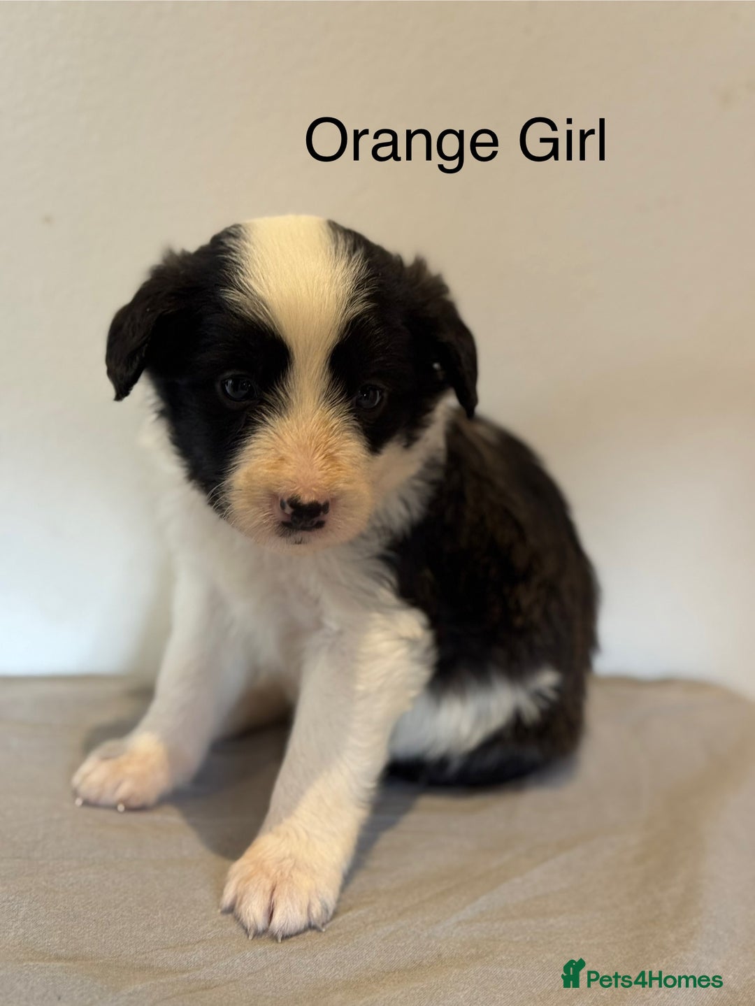 Mixed Breed dogs for sale: Stunning litter of Welsh Collie X Toy Poodle - Image 7