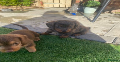 Mixed Breed dogs - Advert 3