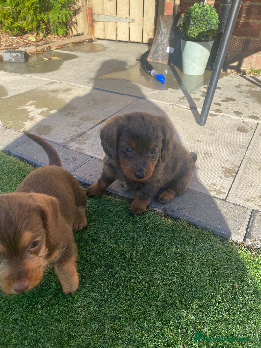 Mixed Breed dogs for sale: Daxipoo puppies - Image 2