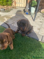 Mixed Breed dogs - Advert 3
