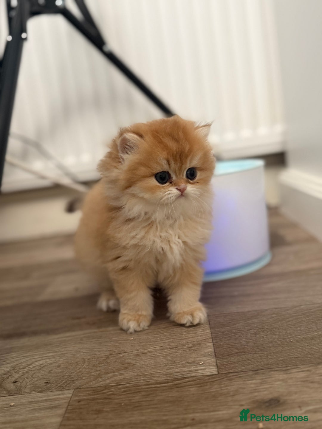 British Longhair cats for sale: ✨ Exquisite Golden Longhair Kitten ✨ - Advert 10