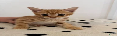Kitten 1 - BOY