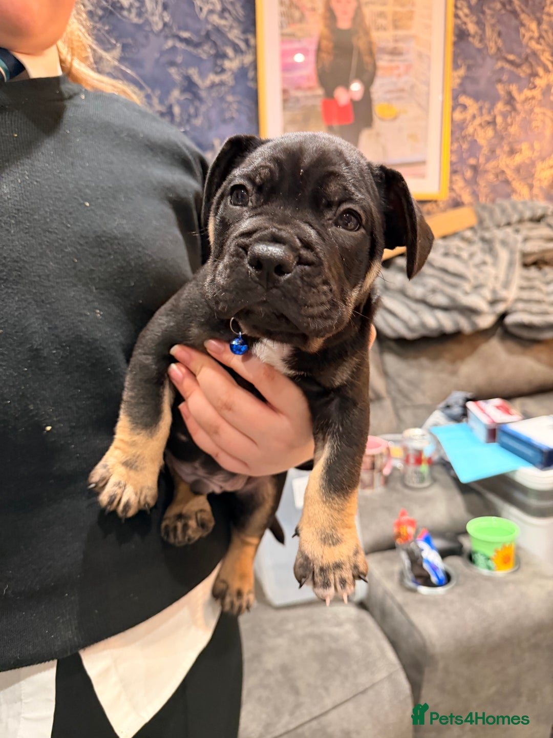 Mixed Breed dogs for sale: American french bully  - Advert 13