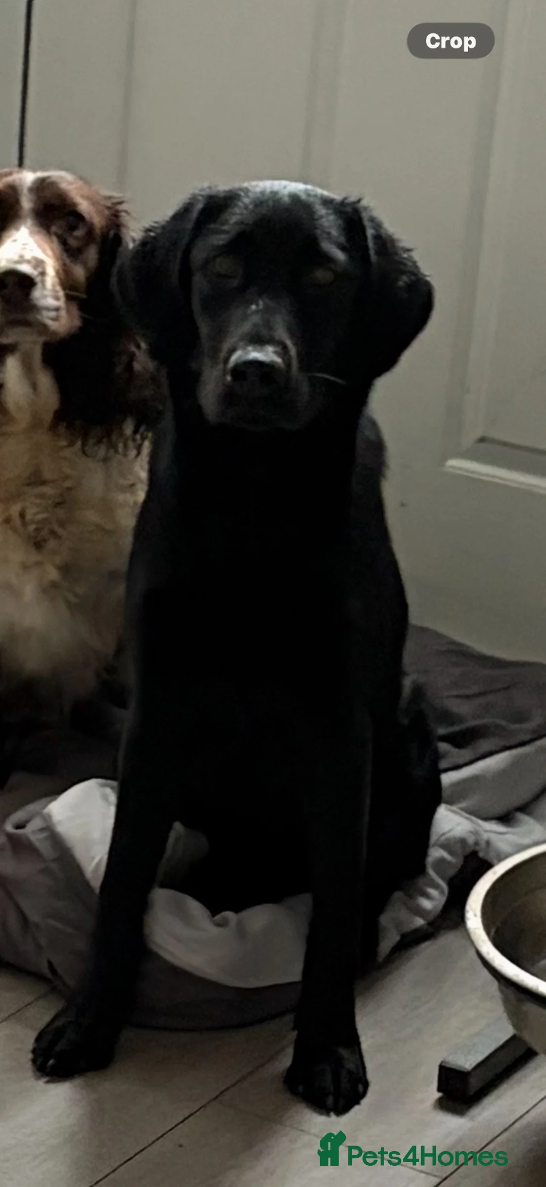 Labrador Retriever dogs for sale: Beautiful 9 month old female KC reg lab  - Advert 7