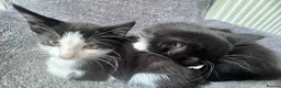 Mixed Breed cats for sale: Kittens  - Advert 13