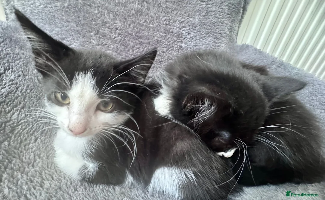 Mixed Breed cats for sale: Kittens  - Advert 13