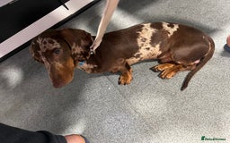 Miniature Dachshund dogs for stud: KC miniature chocolate dapple stud Proven in Wolverhampton - Image 3