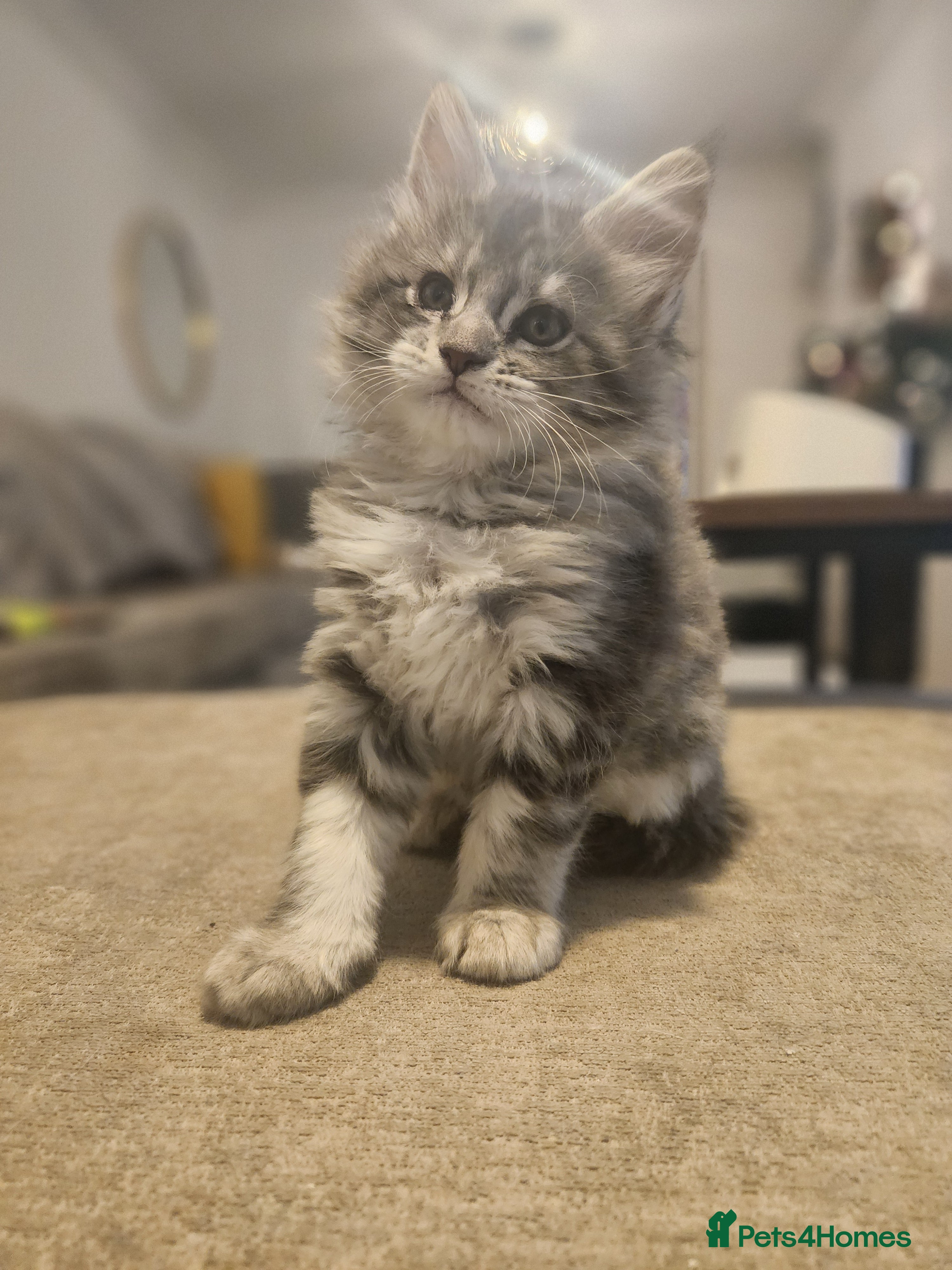 Maine Coon cats Maine coon kittens ready now - Advert 7