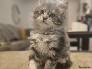 Maine Coon cats Maine coon kittens ready now - Advert 7