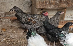 Chickens poultry for sale: 5 Chickens Sussex & bantys  - Image 3