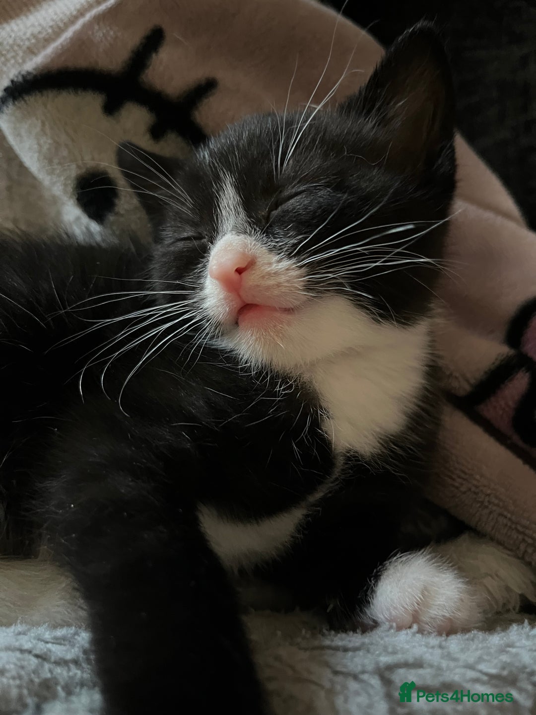 Mixed Breed cats for sale: Kittens for sale  - Advert 5