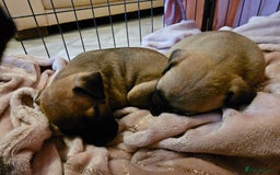 Bullmastiff dogs for sale: Bullmastiff puppies  - Image 15