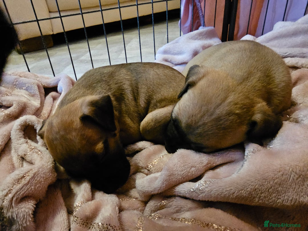 Bullmastiff dogs for sale: Bullmastiff puppies  - Image 15