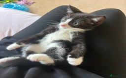 Mixed Breed cats for sale: 2 kittens ready to leave🤍 - Image 2