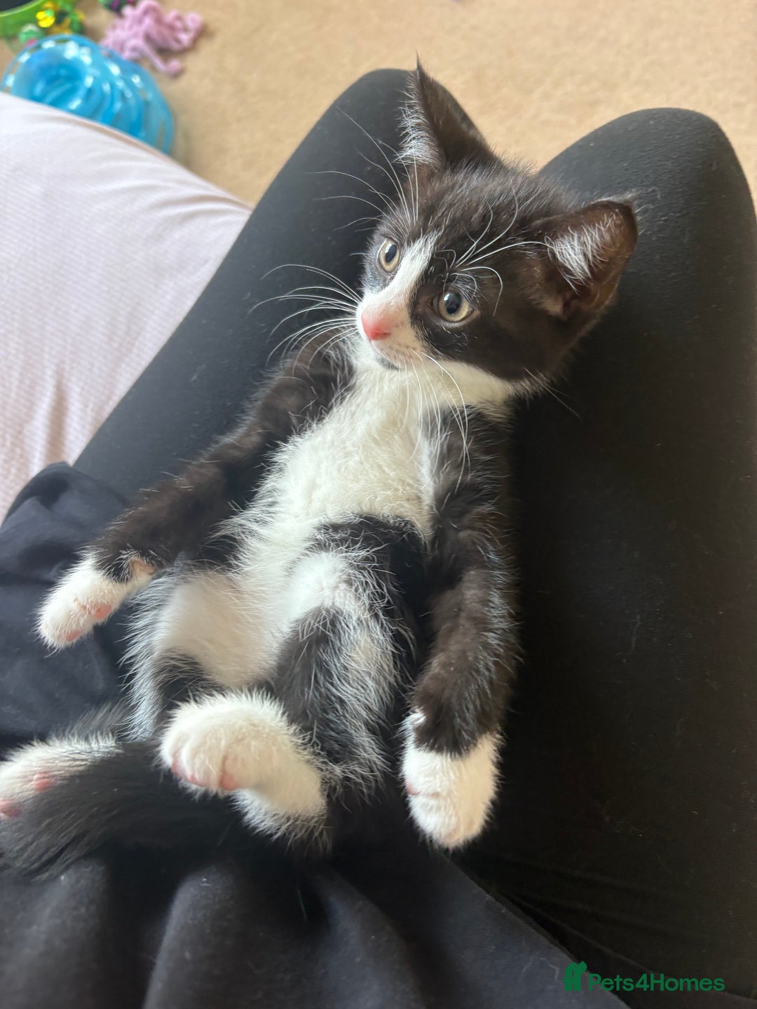 Mixed Breed cats for sale: 2 kittens ready to leave🤍 - Image 2