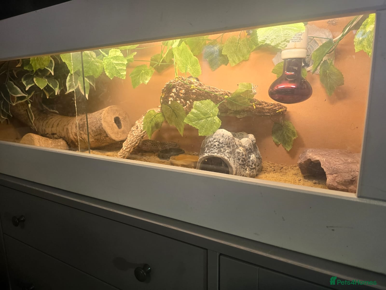 Gecko reptiles 3 x gecko and set up - Advert 8