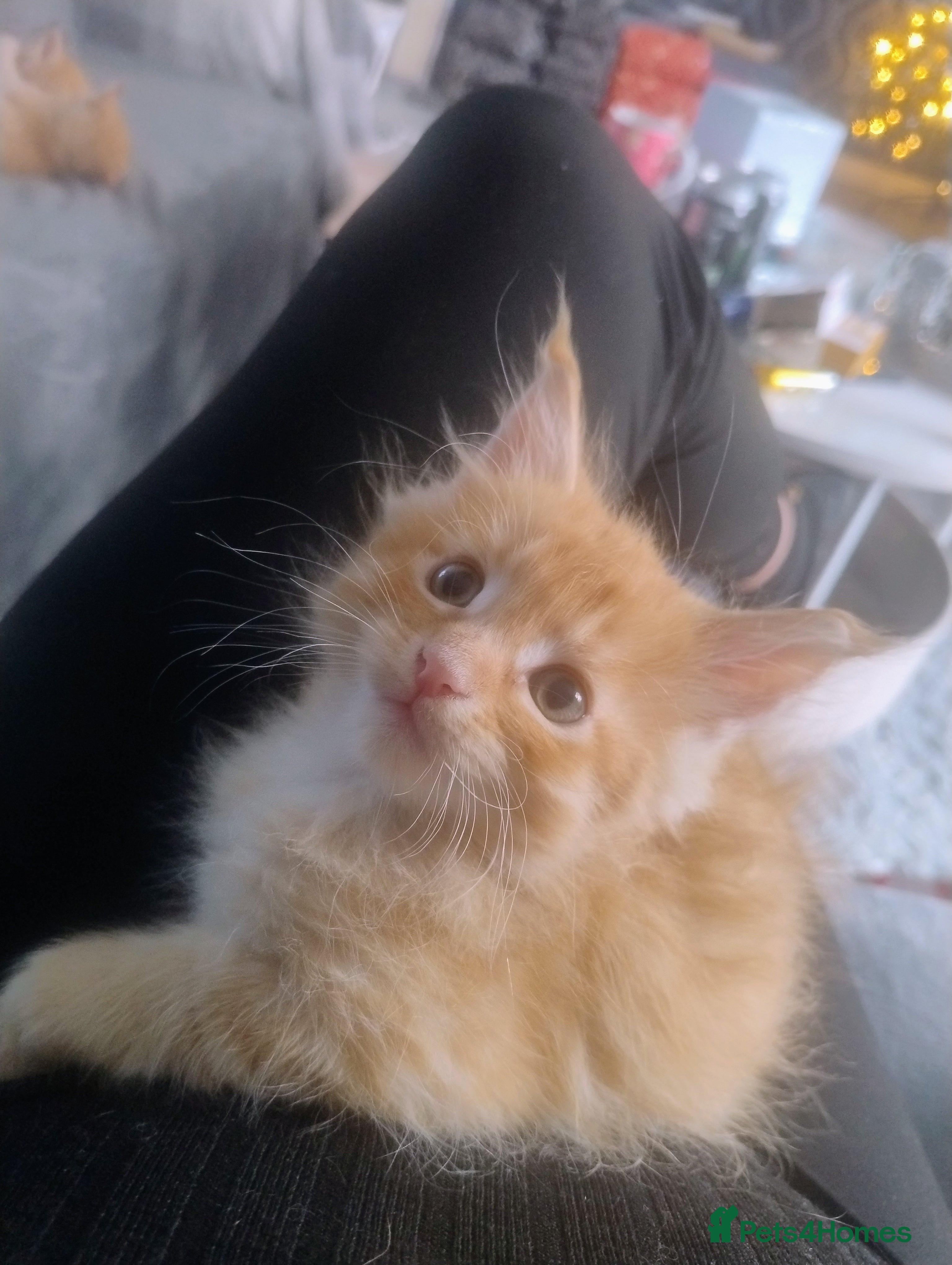 Maine Coon cats 5 affectionate ginger Maine Coon Kittens 3 LEFT  - Advert 18