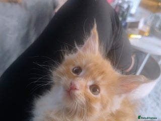 Maine Coon cats 5 affectionate ginger Maine Coon Kittens 3 LEFT - Advert 17