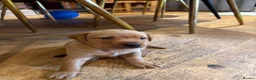 Labrador Retriever dogs for sale: Beautiful fox red Labrador pups for sale  - Advert 5