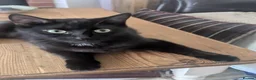Mixed Breed cats for sale: 2 beautiful boys needing their forever home - Advert 2