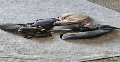 Mixed Breed dogs - Advert 4