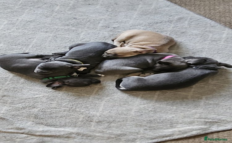 Mixed Breed dogs - Advert 2