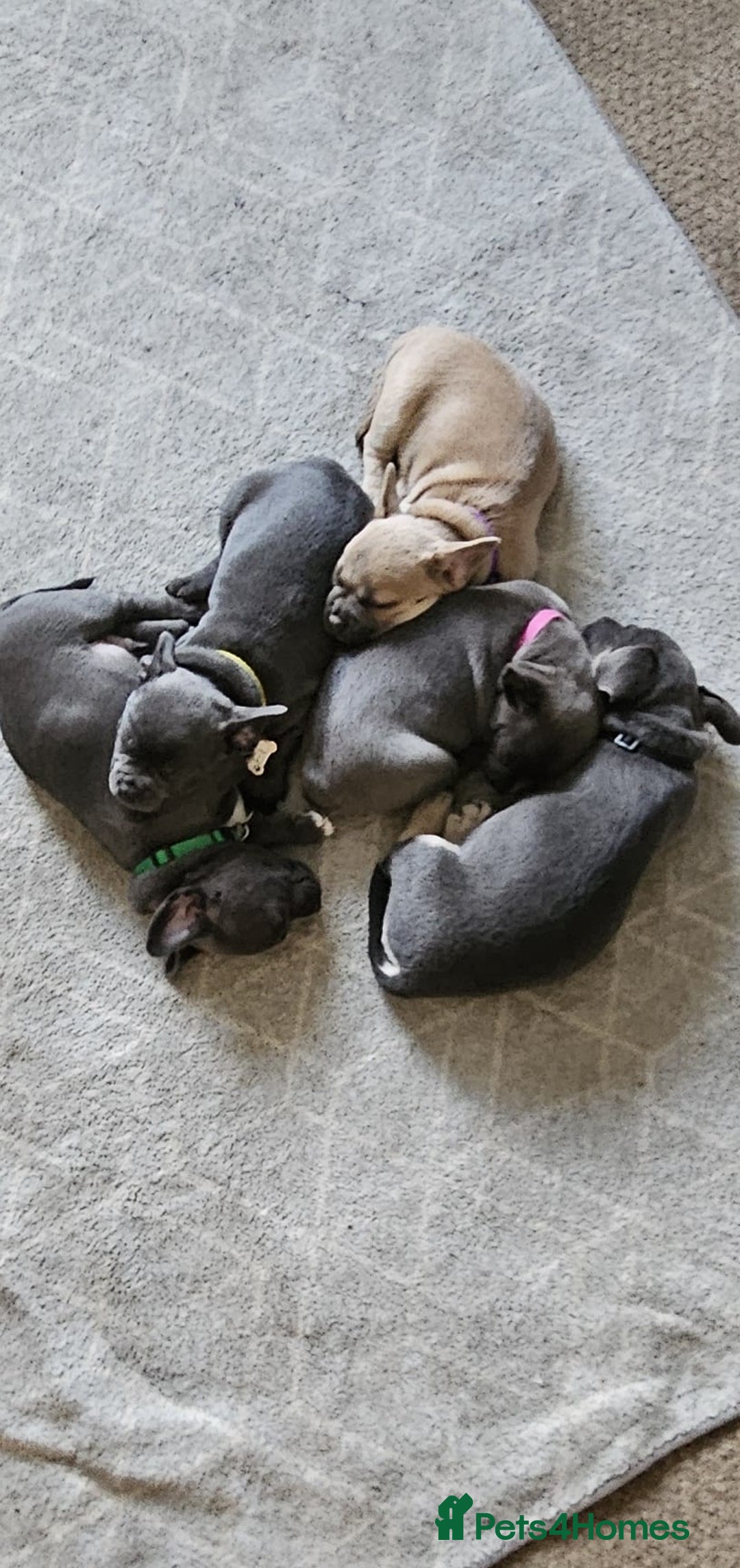 Mixed Breed dogs for sale: French Bulldog and Chihuahua Cross - Image 3