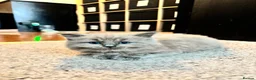 Ragdoll cats for sale: Ragdoll x mink tonkinese kittens  - Advert 15