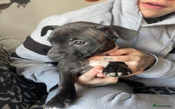 Staffordshire Bull Terrier dogs for sale: Last female Staffy looking for forever home - Image 5