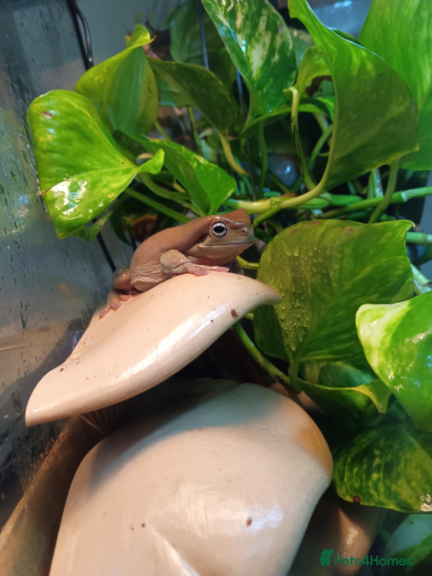 Frog reptiles Blue Eyed Whites Tree Frogs - Advert 3