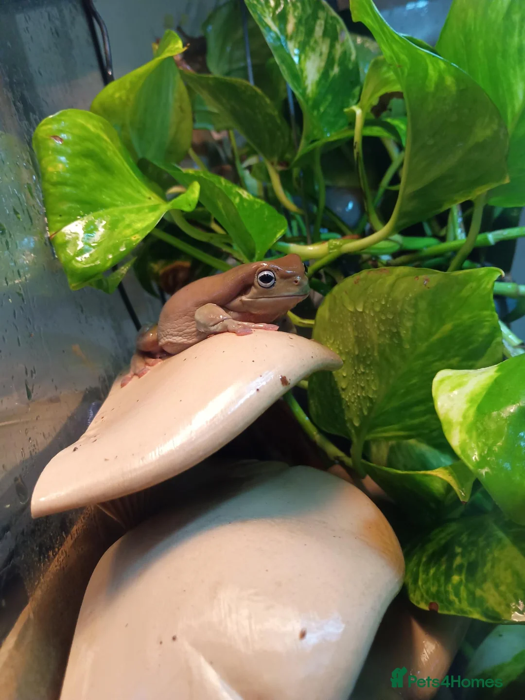 Frog reptiles for sale: Blue Eyed Whites Tree Frogs - Advert 1