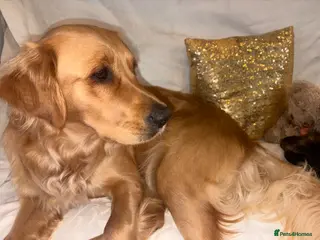 Golden Retriever dogs Champion lined KC REG GOLDEN RETRIEVER puppies - Advert 2