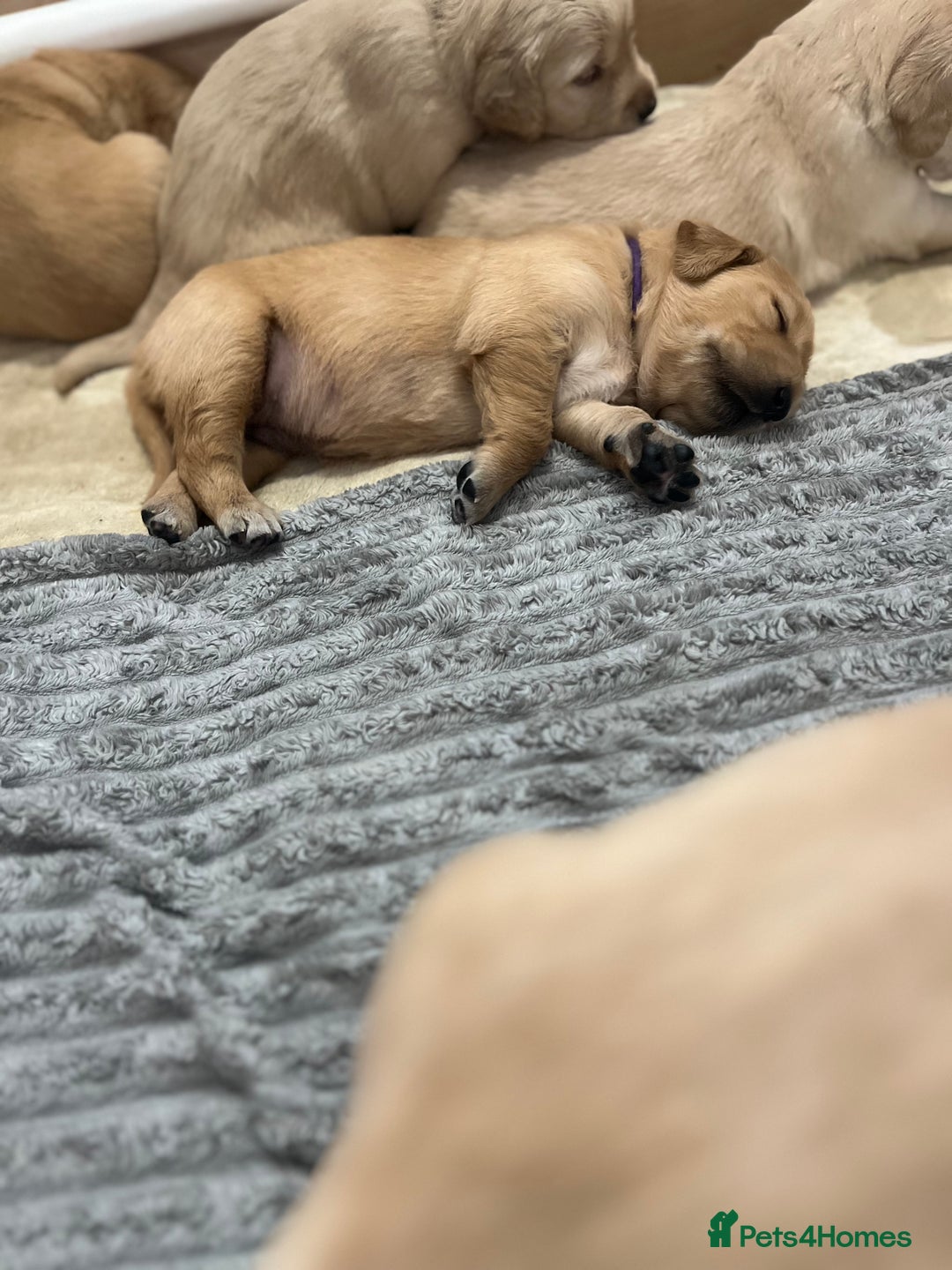 Golden Retriever dogs for sale: Pure bred Golden Retriever puppies - Image 14