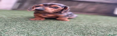 Dachshund 2