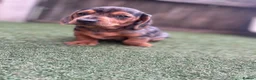 Dachshund dogs for sale: Dachshund miniature in Worksop - Advert 4