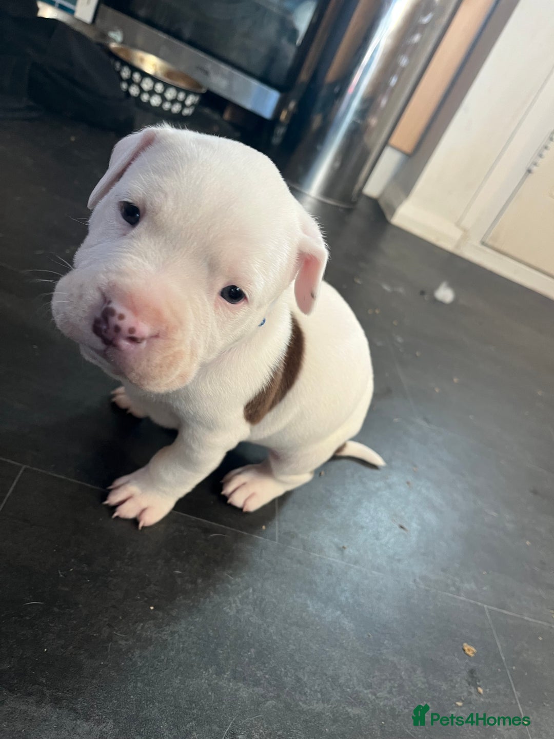 Mixed Breed dogs for sale: 2 beautiful American bully cross staffy puppies - Advert 5