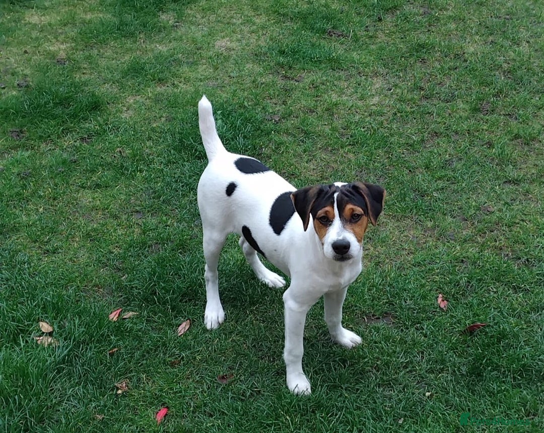 Mixed Breed dogs for sale: Parsons Russell Jack Russell Hybrid Puppy (Cooper) - Image 3