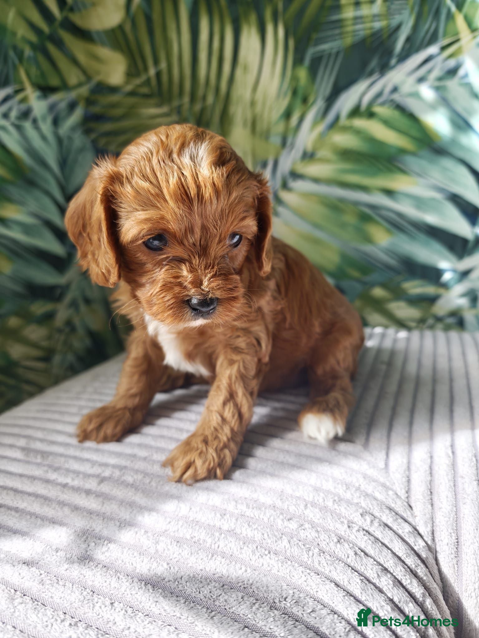Cavapoo dogs Little fluffs available in two weeks - Advert 10